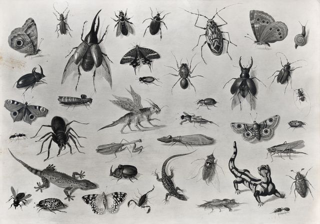 Anonimo — Kessel Jan van I - sec. XVII - Farfalle, insetti, ragni e salamandre — insieme